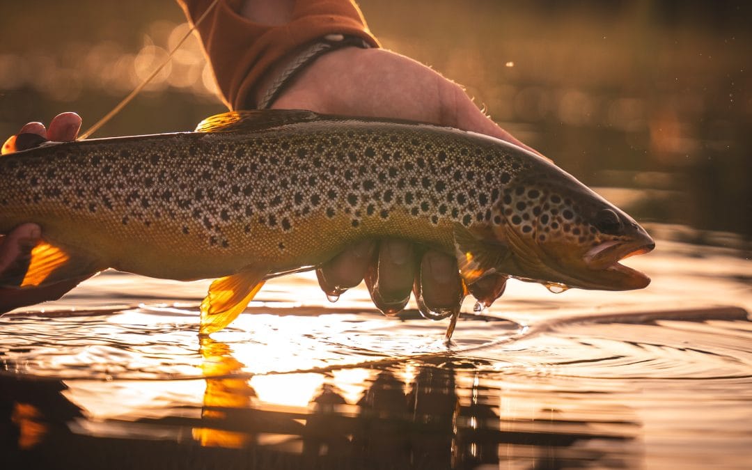 Fly fishing – half day