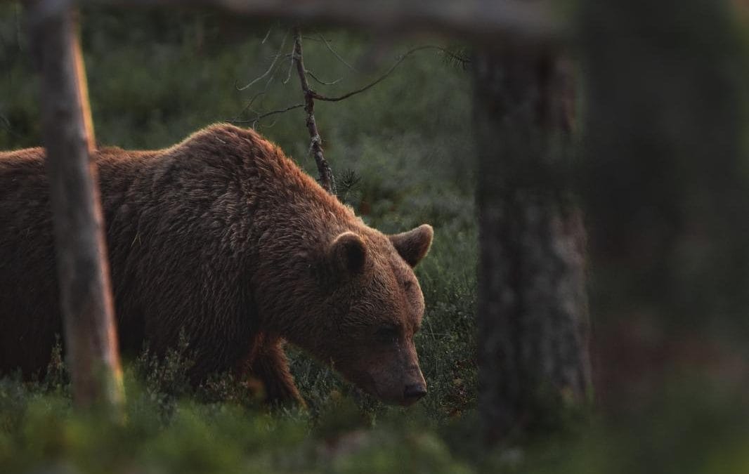Vandra i Brunbjörnens rike
